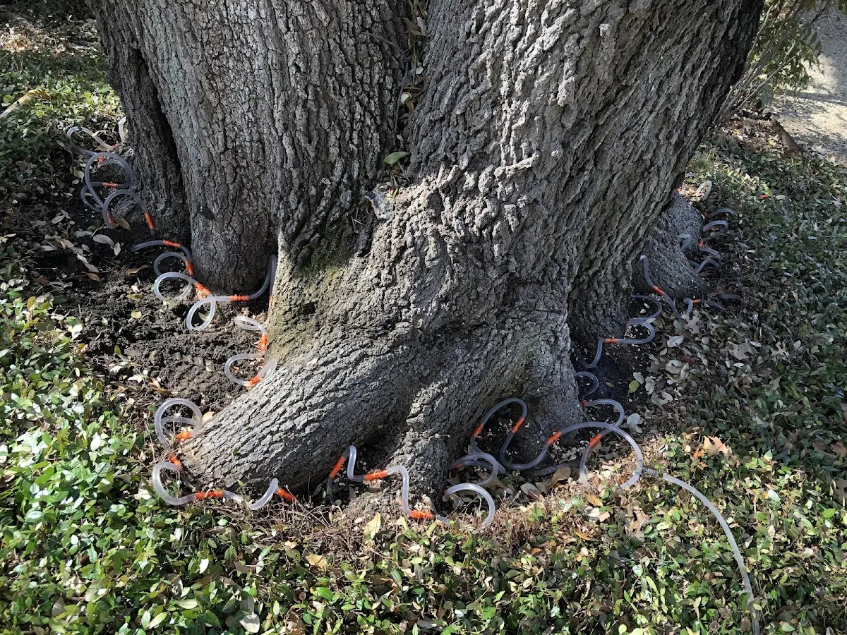Detailed Shrub and Hedge Trimming job site in Gervais