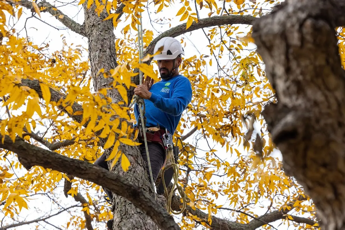 Skilled Tree Transplanting crew working in Gervais