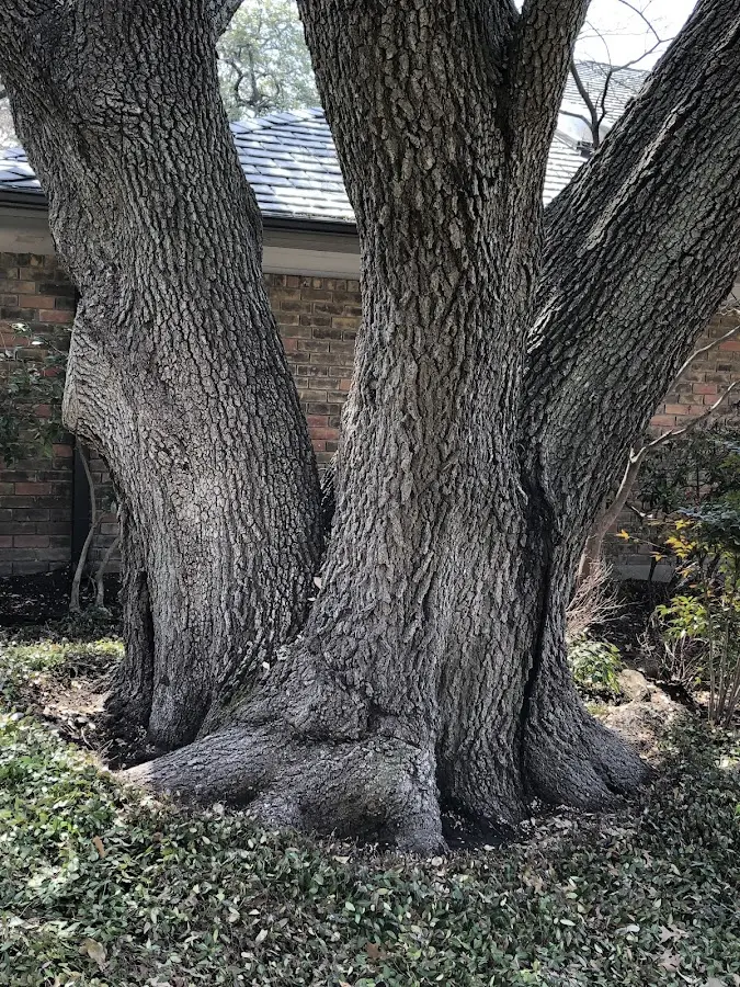 Mature heritage tree close to a Gervais property cared for by certified arborists